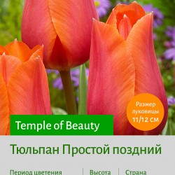 Тюльпан Простой поздний (single late) Temple of Beauty